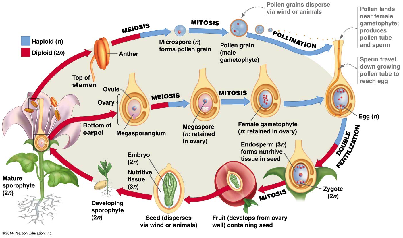 What Do You Know About Angiosperms Flashcards Flashcards