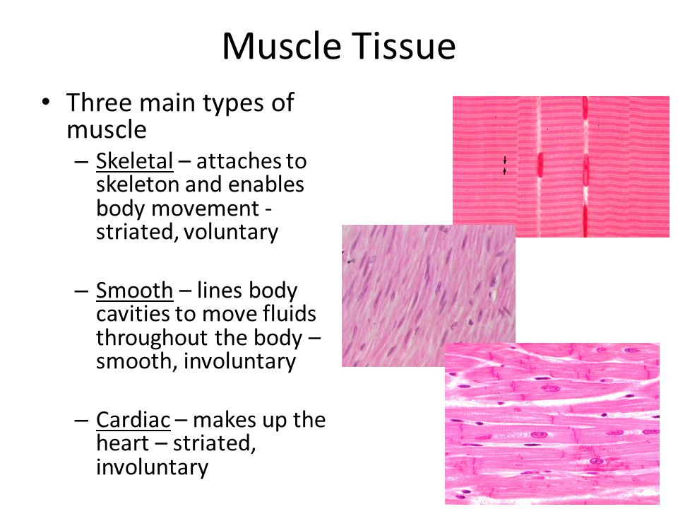 Anatomy & Physiology 1 Mid Term Flashcards by ProProfs