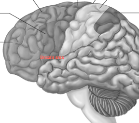 Neurological Pathways And Motor Function Integration Quiz - Quiz