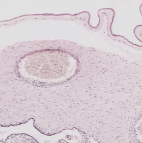 Exploring The Structure and Development Of The Placenta - Quiz