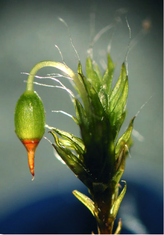 Non-vascular Plants (Unit 4) - Quiz