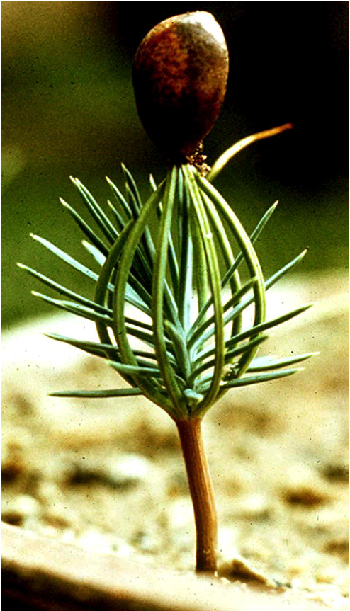Gymnosperms (Unit 4) - Quiz