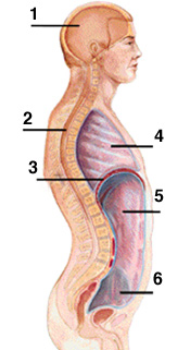 What Are Various Anatomical Pre/Suffixes Terminologies, Body Cavity Quiz - Quiz
