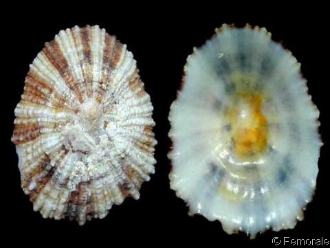 Exploring Zoo Life: From Protozoa To Cnidaria - Quiz
