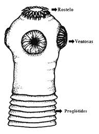 Clinical Parasitology Insight Quiz - Quiz