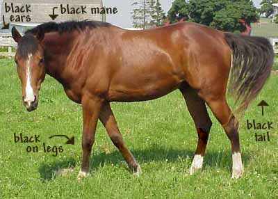 Veterinary Nursing Midterm: Focus On Horse Breeds And Characteristics - Quiz