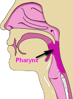 Understanding The Anatomy and Functions Of The Respiratory System - Quiz
