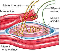 Human Sensory Organs I - Quiz