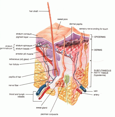 Skin Structures - Quiz