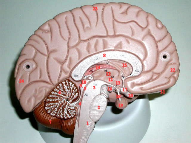 Advanced Neuroscience Quiz: Exploring Brain Functions And Structures - Quiz