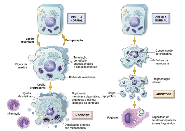 Fisiopatologia - Unidade Curricular - Universidade de Coimbra