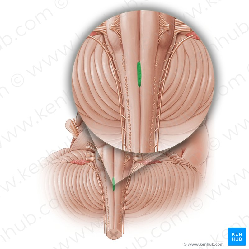Brainstem Anatomy And Function Quiz - Quiz