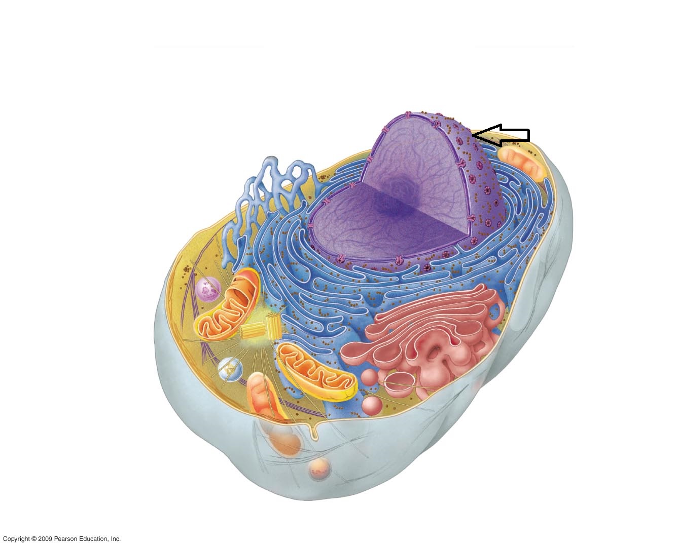 Plant Cell Structures Identification Quiz - Quiz