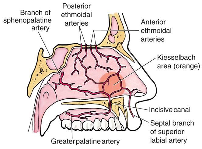 Respiratory Pathology - Quiz