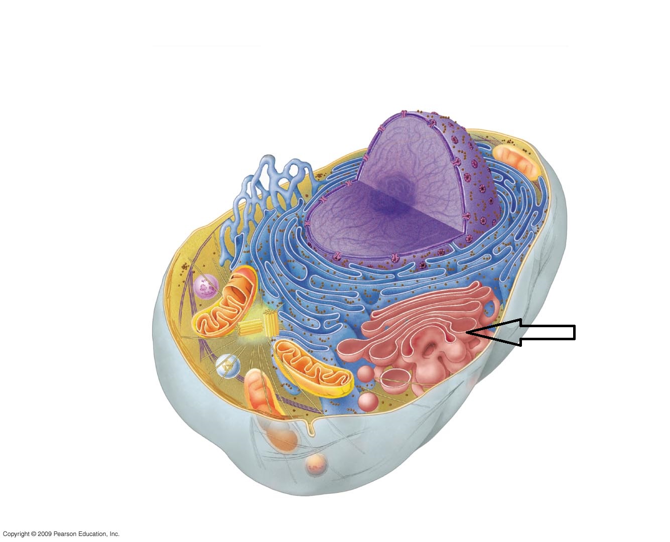 Identify Plant Cell Structures Quiz - Quiz