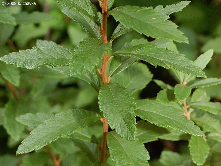 Botanical Mastery: Trees, Shrubs, And Wetland Plants Quiz - Quiz