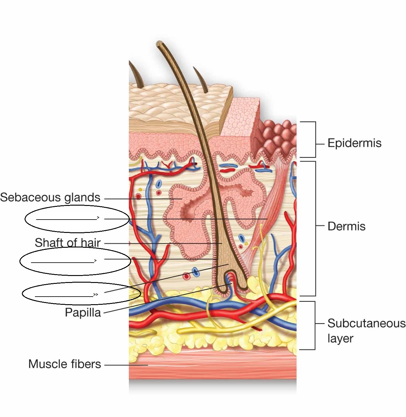 Module 2 Anatomy & Physiology 241 - Quiz