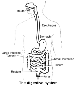 Digestive System - Breaking Down Food Into Simple Forms For Body Function - Quiz
