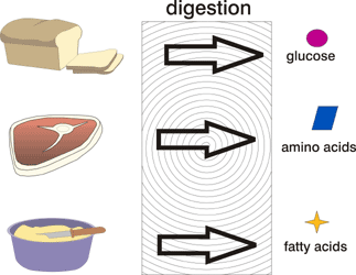 Journey Through The Digestive System: Understanding Food Breakdown - Quiz