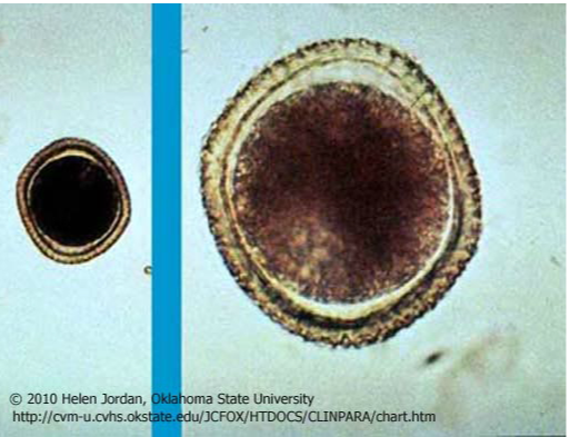 Tech120 Domain 40: Advanced Medical Laboratory Practices Quiz - Quiz