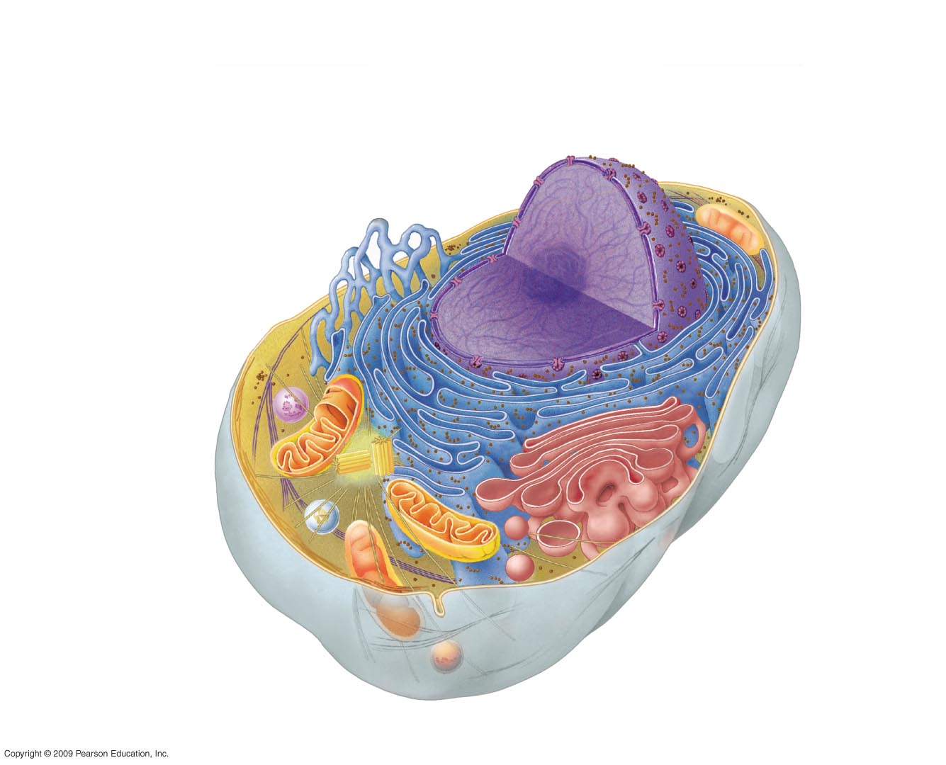 Plant Cell Structures Identification Quiz - Quiz
