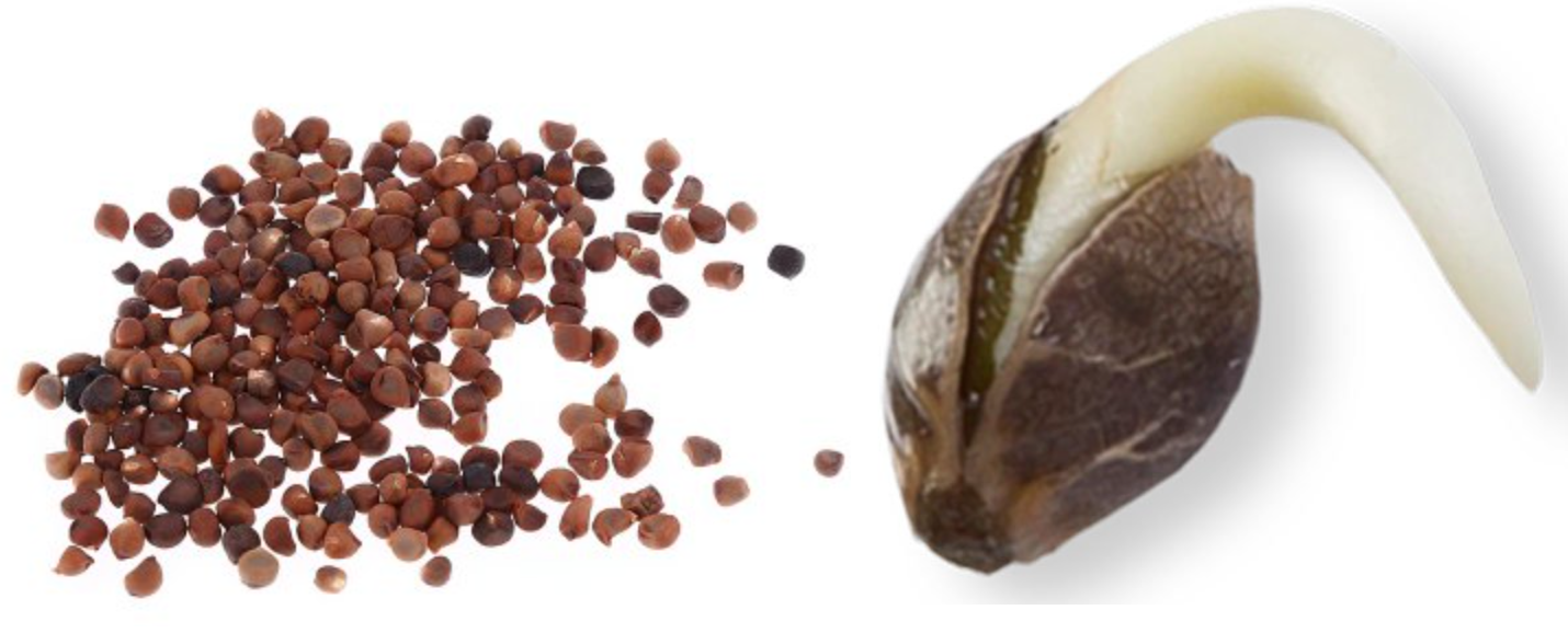 Story Of Blueberry - Quiz