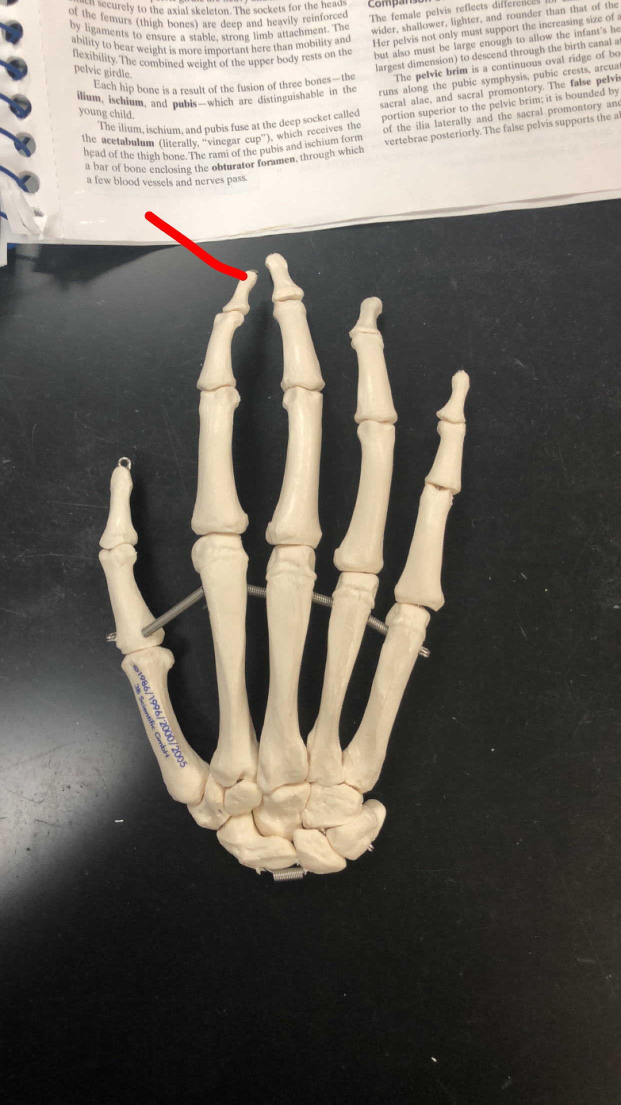 Human Anatomy Skeleton Practical Flashcards by ProProfs