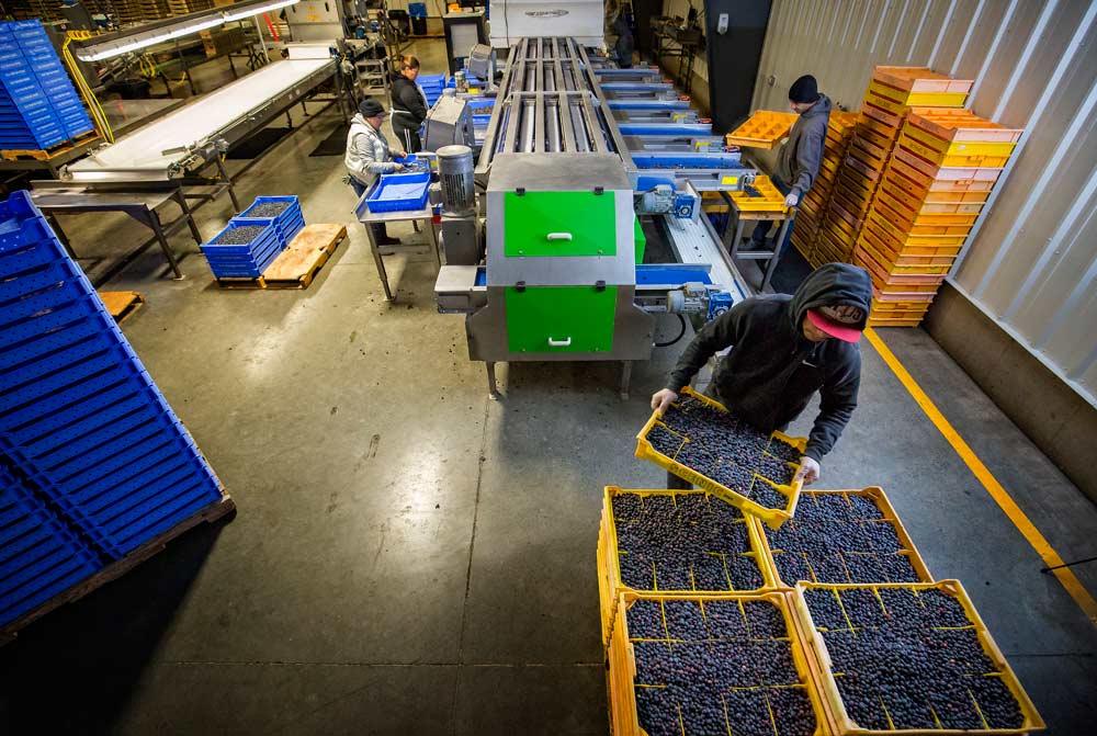 From Seed To Harvest: The Lifecycle Of Blueberries - Quiz