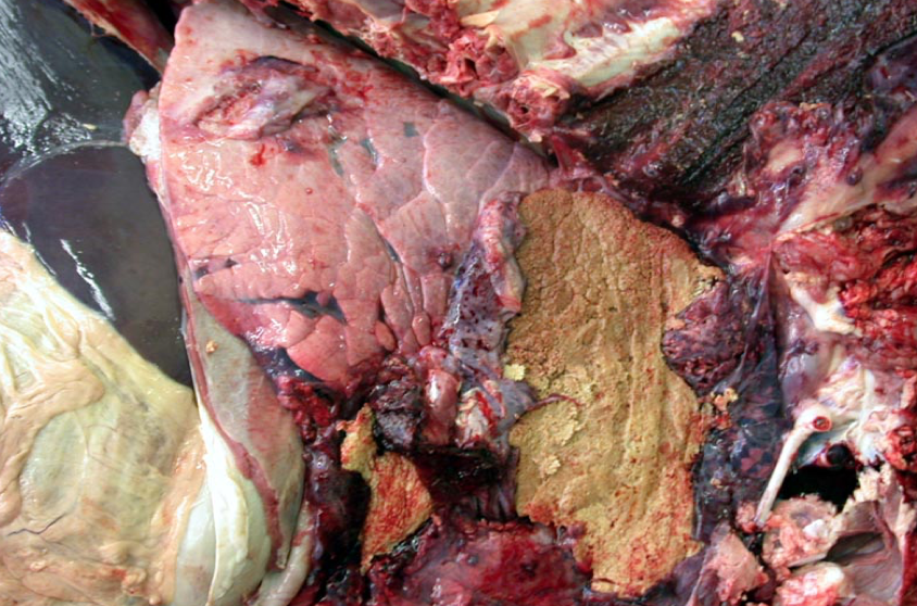 Respiratory Flashcards by ProProfs