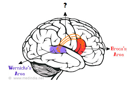 The Limbic System - Quiz