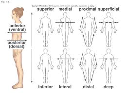 Anatomical Directions Test - 1 - Quiz & Trivia