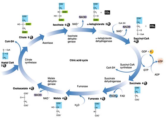Cellular Respiration - Krebs Cycle Quiz - Quiz & Trivia