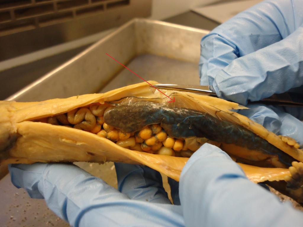 Necturus Dissection and Morphology - Quiz & Trivia
