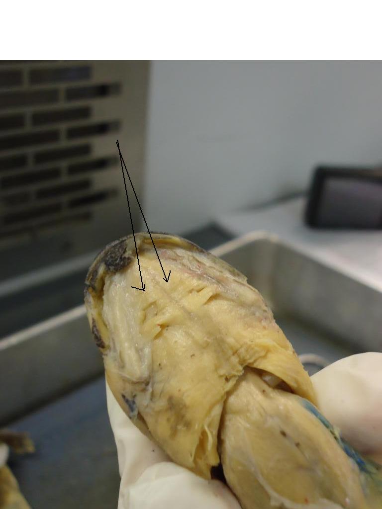 Necturus Dissection and Morphology - Quiz & Trivia