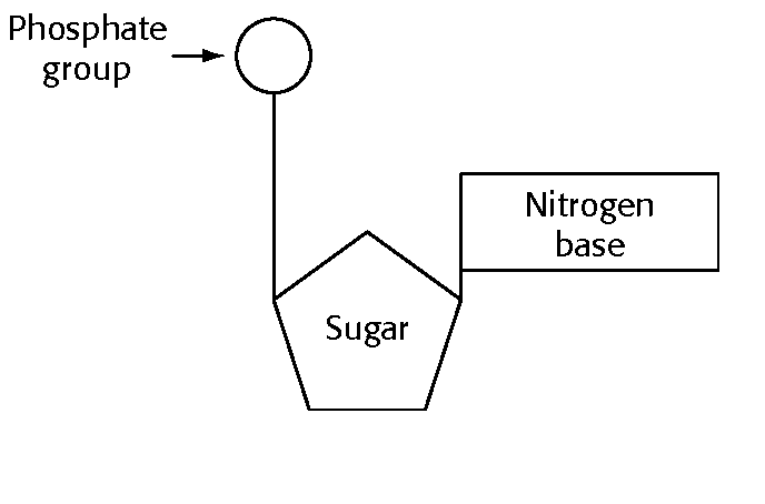 Unit 3 Target 2 (Part 1): DNA Vs RNA - Quiz