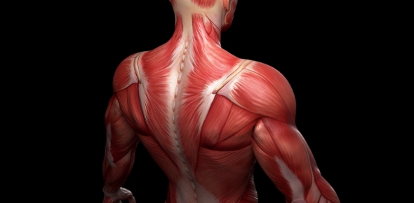 Shoulder Muscles Anatomy Quiz - Quiz, Flashcards & Trivia