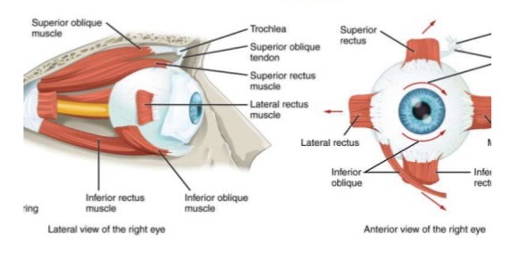 Intramuscular & Extraocular Muscles Quiz - Quiz & Trivia