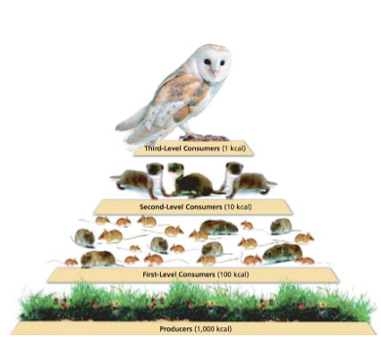 Biomes: End Of Units Prep Quiz - Quiz