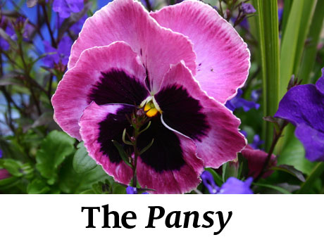 The Pansy