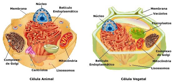 Quiz De Ci�ncias 9� Ano Da Escola Estadual Jo�o Pinheiro Para A Revis�o De Conte�DOS - Quiz