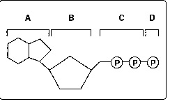 Unit 4 Target 1: ATP Quiz - Quiz