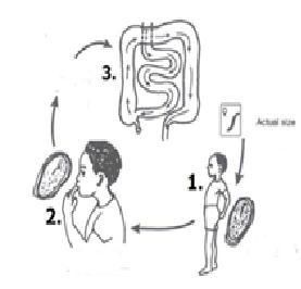 Latihan Soal Vermes - Quiz
