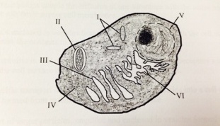 AP Biology Chapter 4 Online Quiz - Quiz