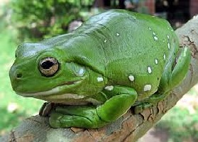 German - Less Common Animals - Quiz