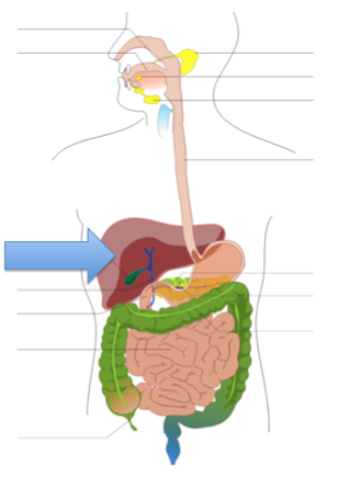 Digestive & Urinary Systems Test A - Quiz