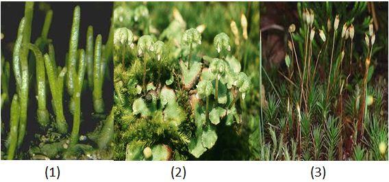 Remidi Uh-2 (Plantae) Kls-x 2014 - Quiz