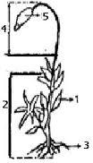 Remidi Uh-2 (Plantae) - Quiz