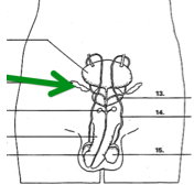 9.1 Male Reproductive System* - Quiz