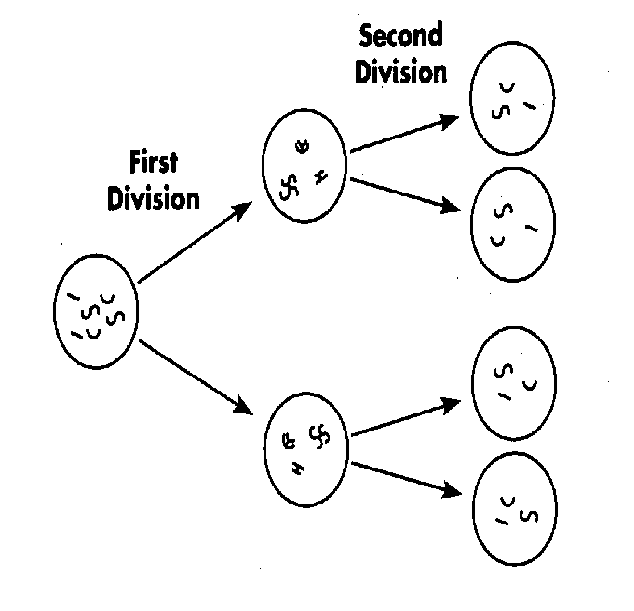 Unit 6 Target 1: Meiosis - Quiz