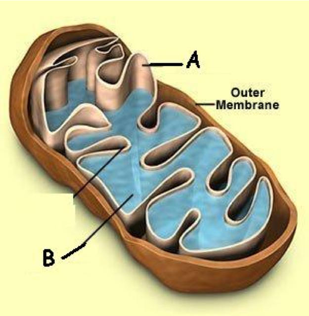 Bio 2 Warm-up #10 - Quiz
